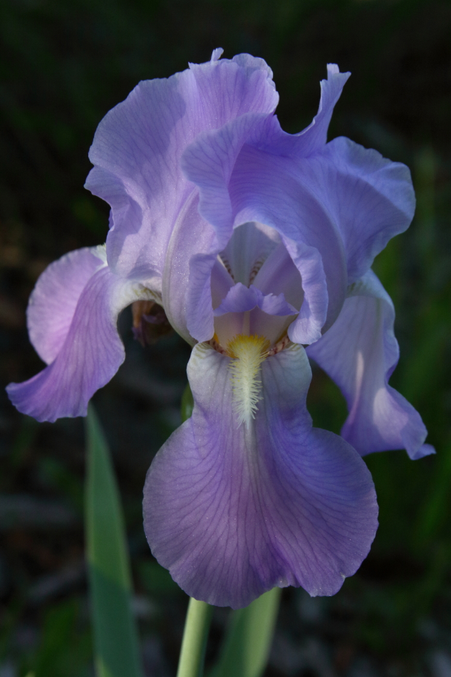 2011 05 31 IMG 32939